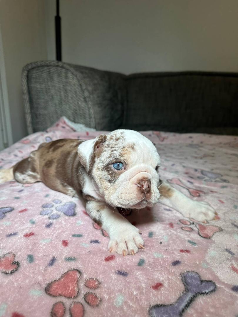 Pet image – gallery view